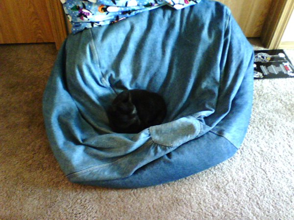 Beanbag Cat