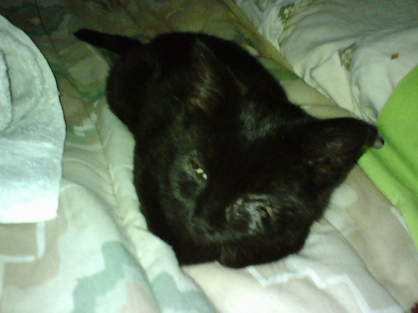 My eye, it doesn't feel that great. Bed cat.
