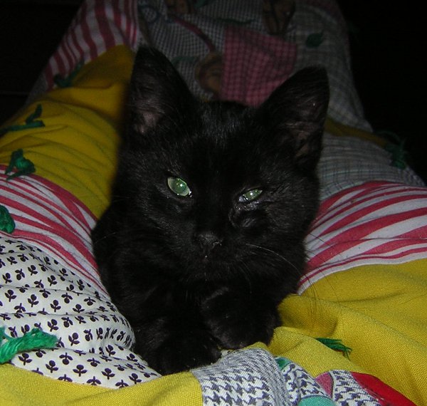 You are a suitable perch, human. Cat on the legs