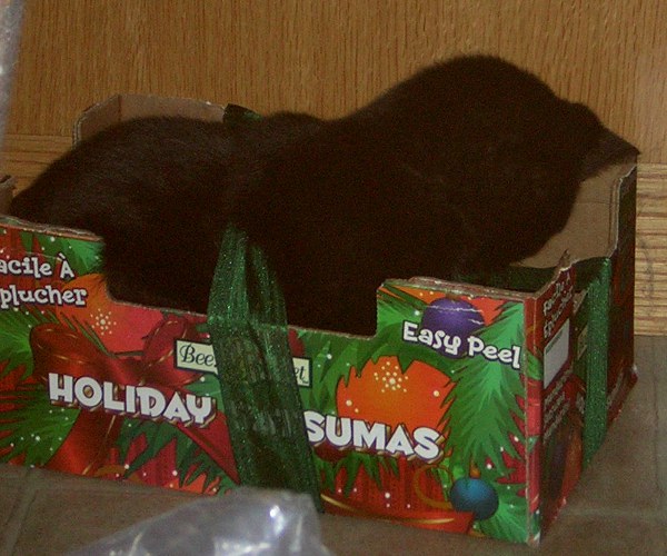 I found an awesome box. Box cat