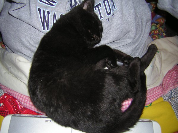 This is a good spot, thanks human Curled up