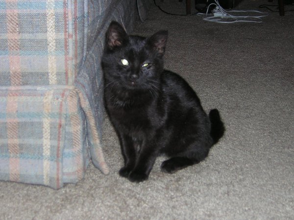Eye'm OK Eye Cat