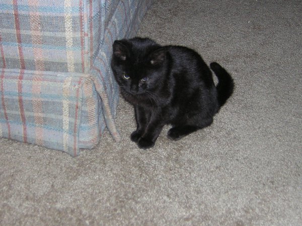 I wonder if I can attack your toes Pensive Inkwell