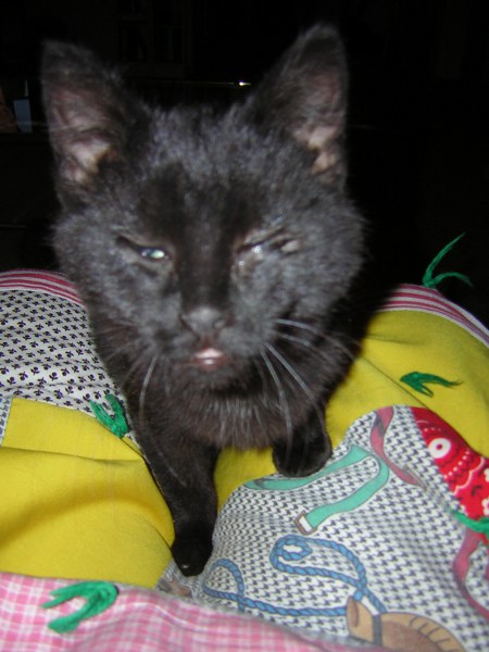 My eye IS healing, no really. I'm ready for my close-up