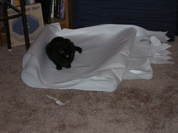 More fun than the scratching post, is the paper that came off that roll Paper!