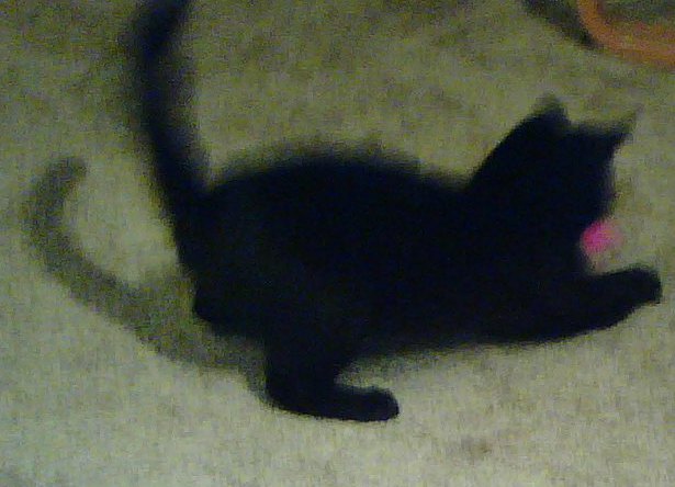 Kill the mousey! cell phone pic