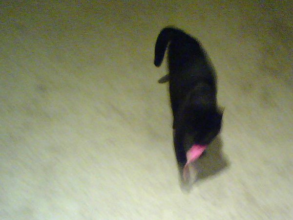 Here's my kill, mommy! cell phone pic