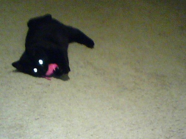 Laser eyes cell phone pic