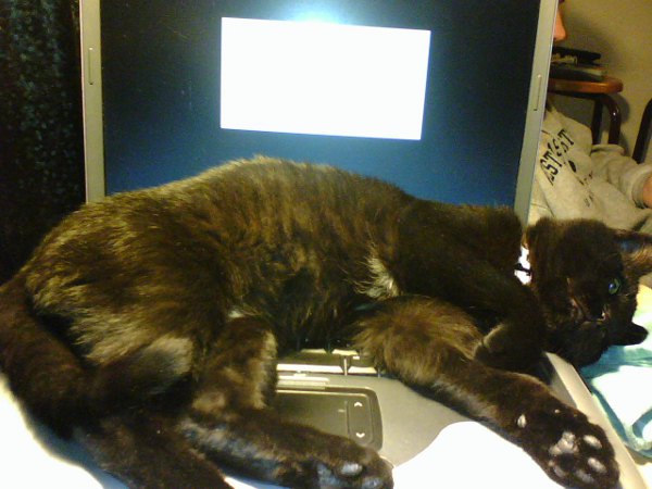 You can't play with this computer computer cat
