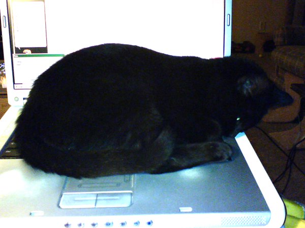 Hey, you have two computers? computer cat 2
