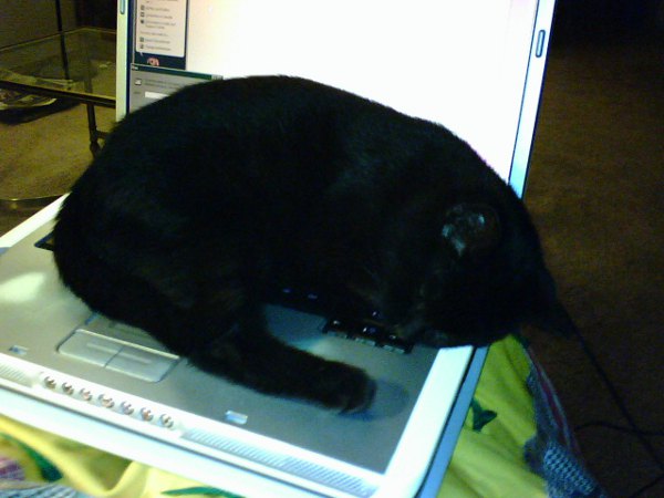 Mmmmm, sleeping spot. computer cat 3