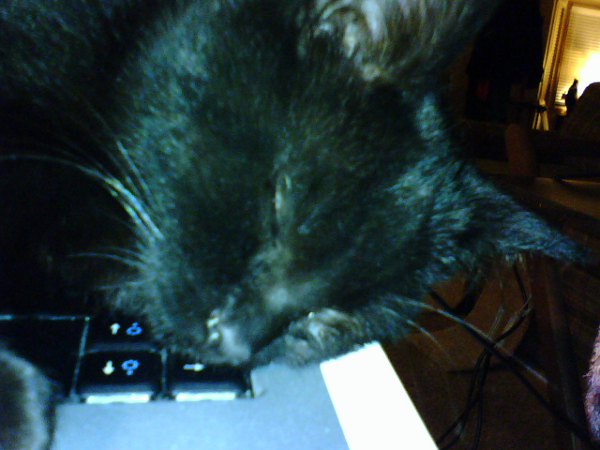 Purrrrrrrrrrrrrr... computer cat extreme close up