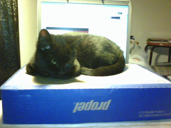 This keyboard feels different. I wonder why? computer cat denied