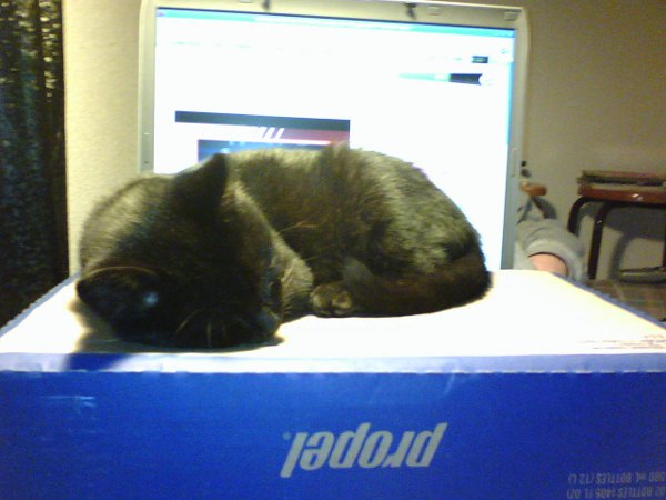 Eh, I'm still stopping you from using it. computer cat denied