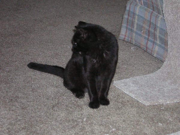 What was that? Dainty Cat