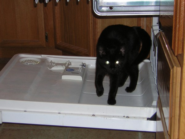 dishwasher cat