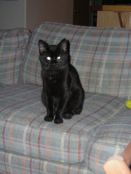 You talkin' to me? Elegant Cat
