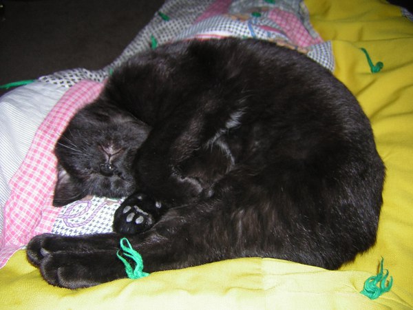 Curled up asleep on my mommy. Curled Up