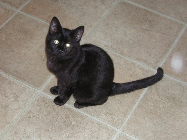 You know I'm cute. Elegant Cat.