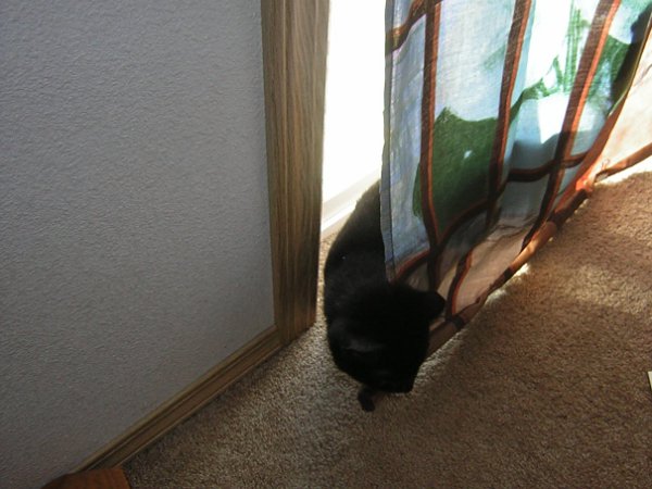 curtains